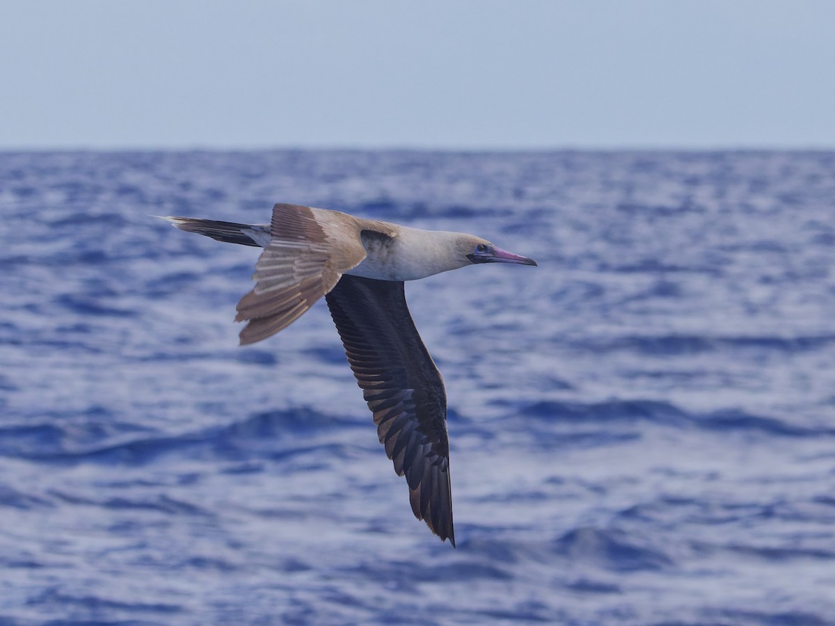 Red-footed Booby - ML620189973