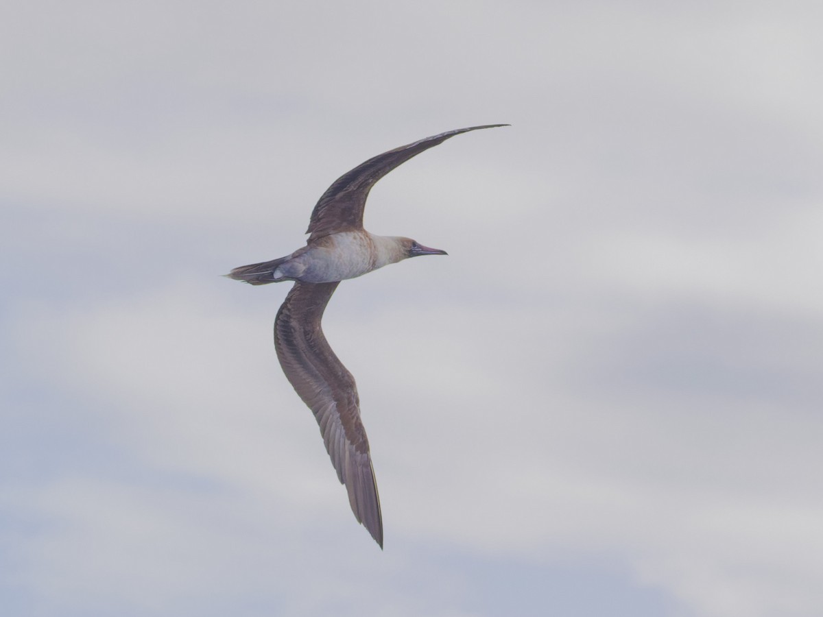 Red-footed Booby - ML620189974