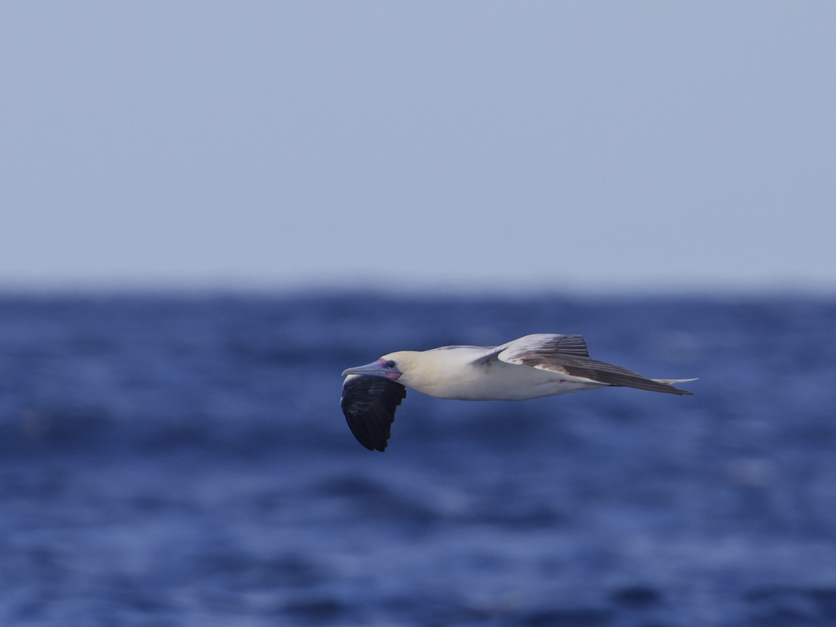 Red-footed Booby - ML620189975