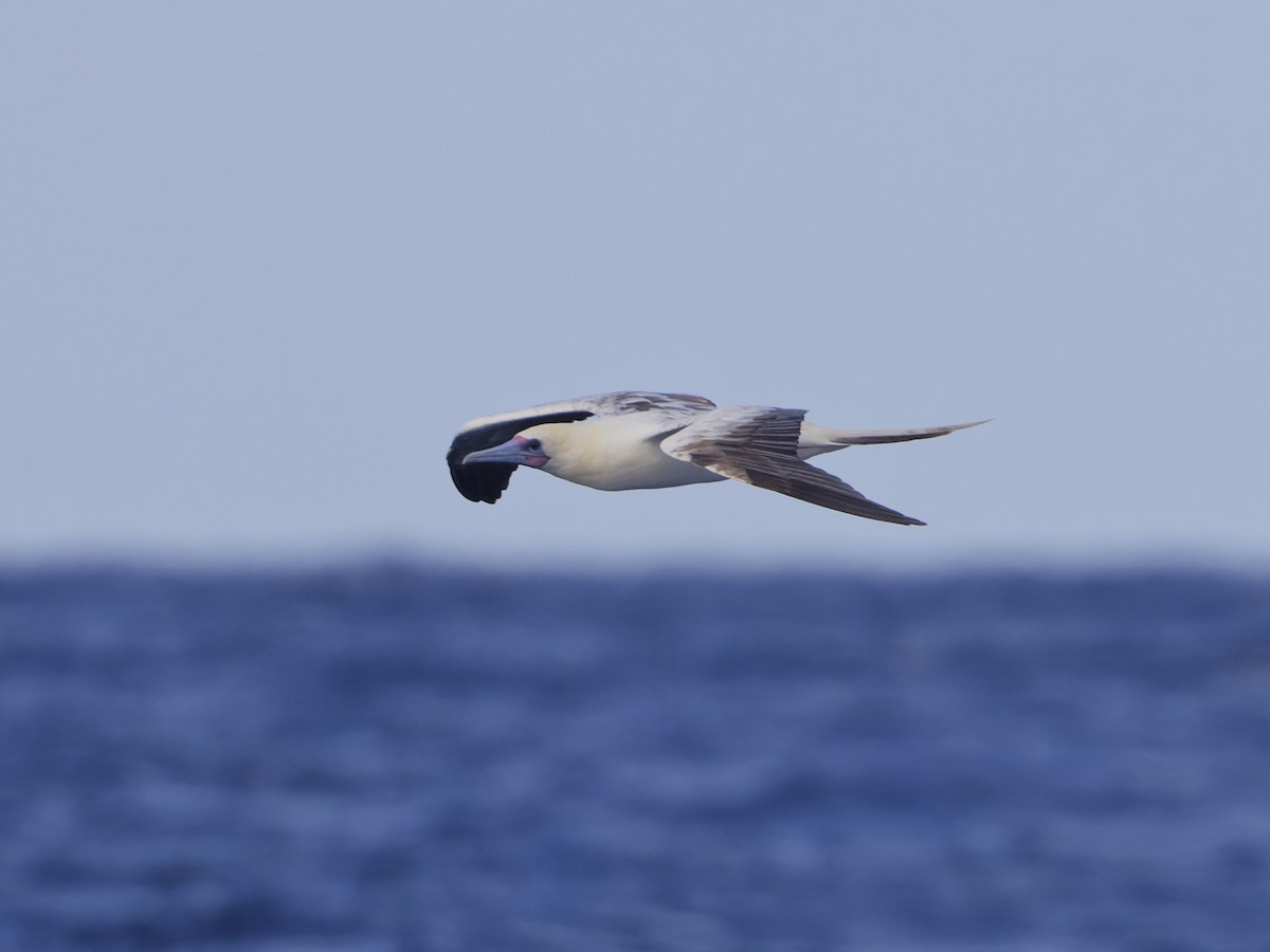 Red-footed Booby - ML620189976