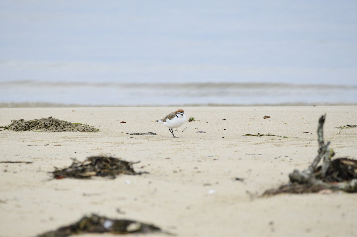 Red-capped Plover - ML620189977