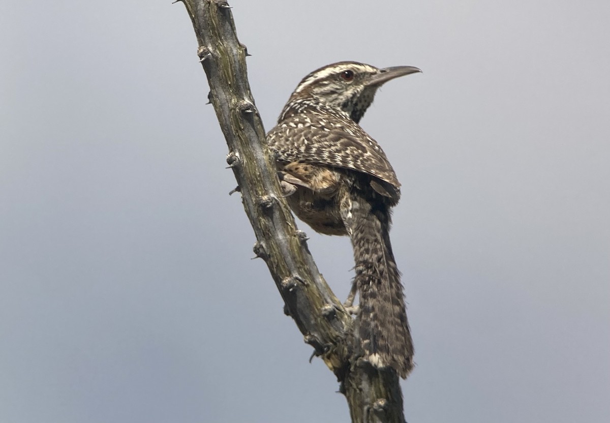 Cactus Wren - ML620189982