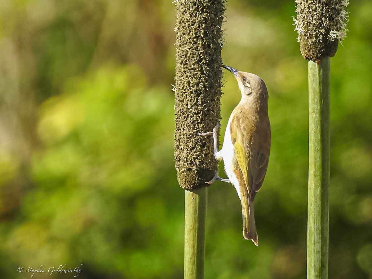 Brown Honeyeater - ML620189983