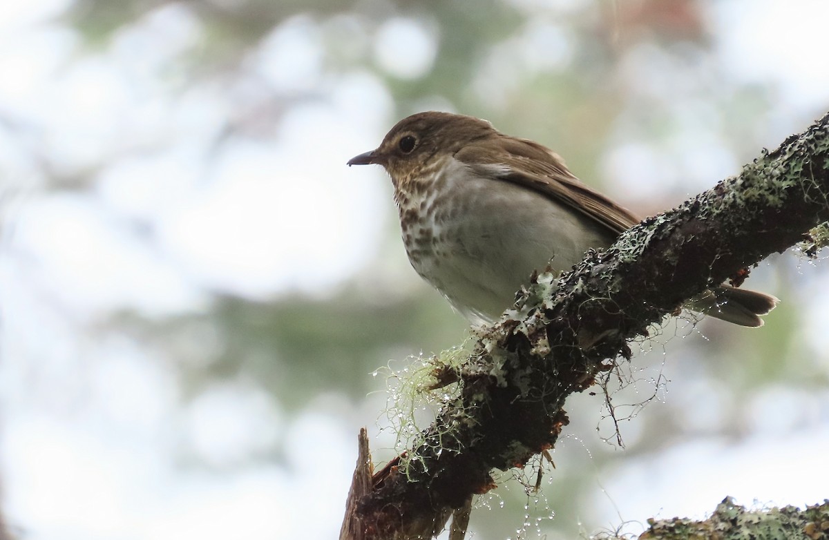 Swainson's Thrush - ML620189987