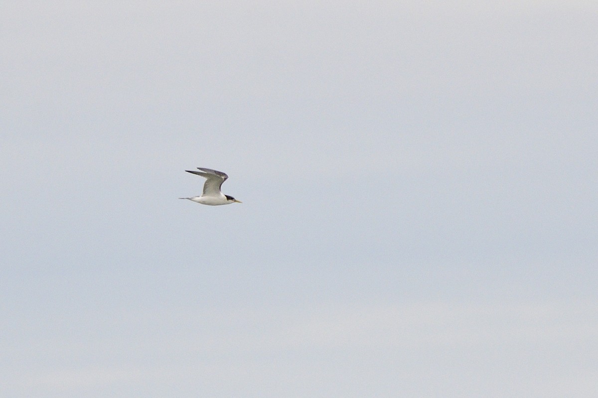 Australian Fairy Tern - ML620189989