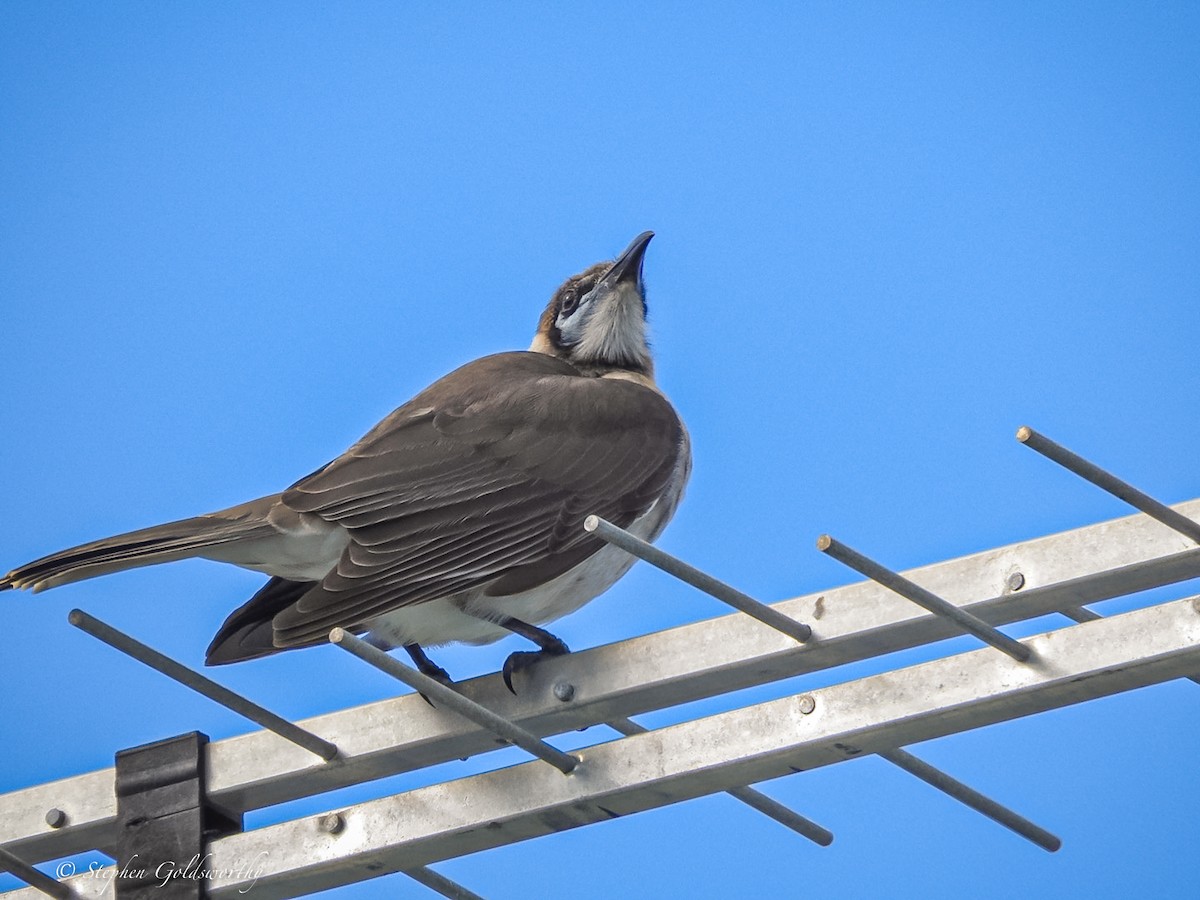 Little Friarbird - ML620189990