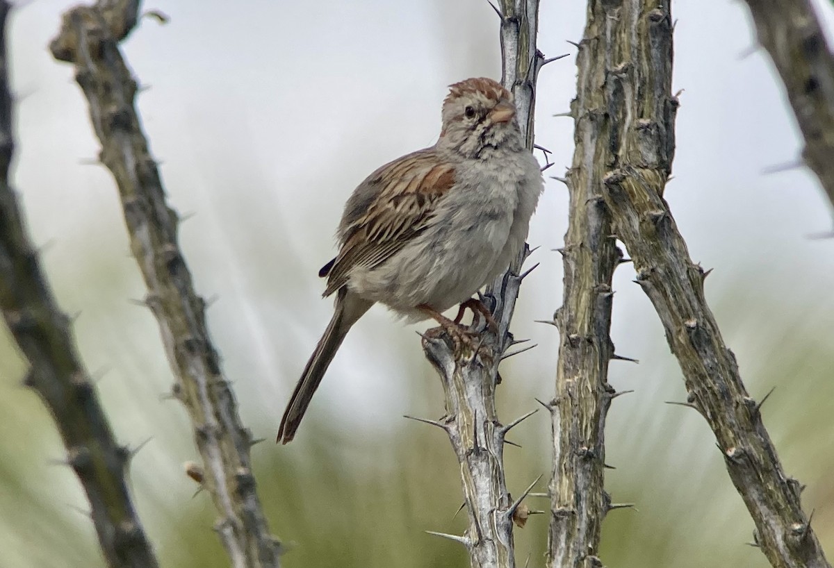 Rufous-winged Sparrow - ML620189992