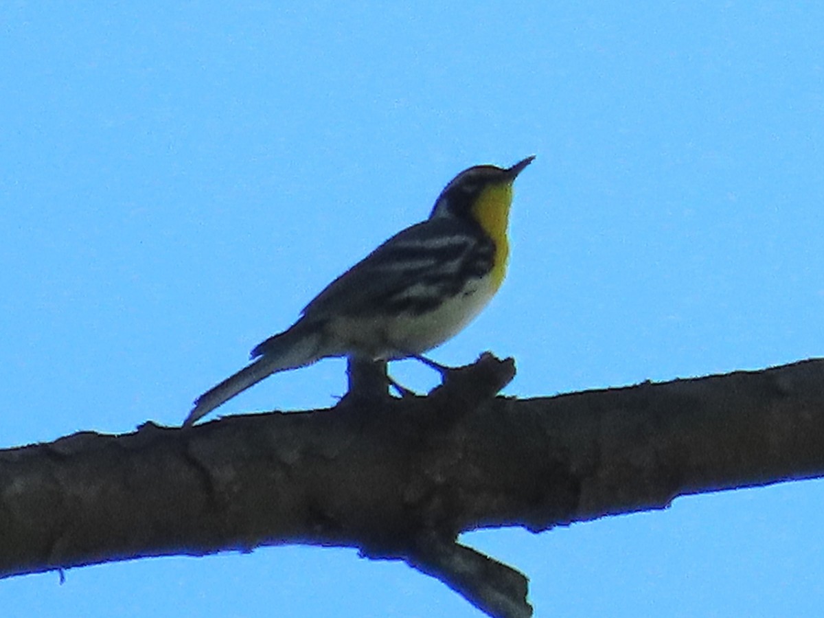 Yellow-throated Warbler - ML620189998