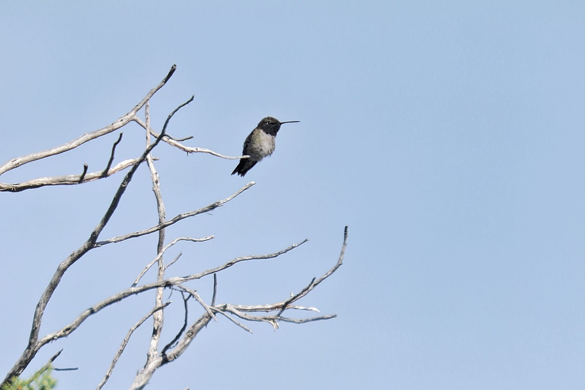 Black-chinned Hummingbird - ML620190008