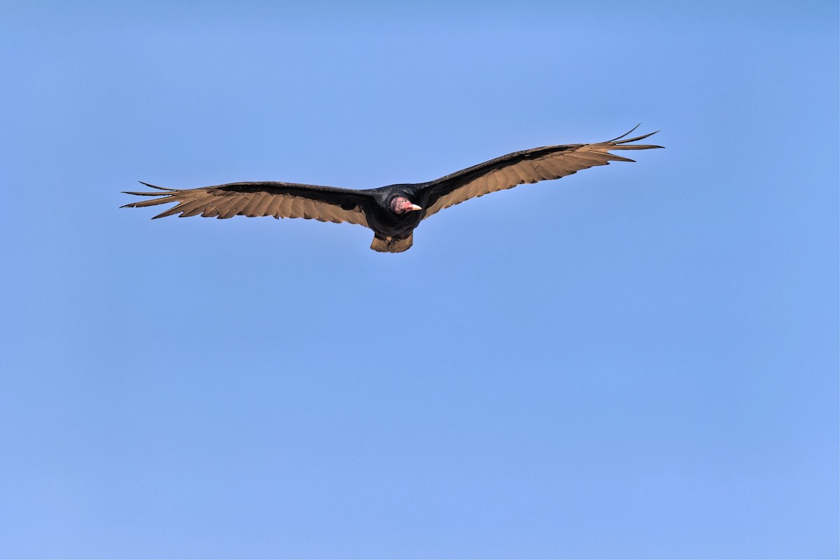Turkey Vulture - ML620190009