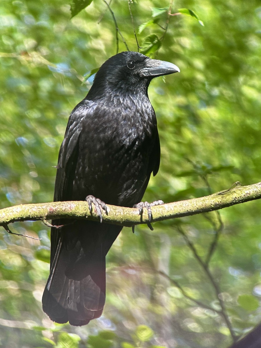 Carrion Crow - ML620190011