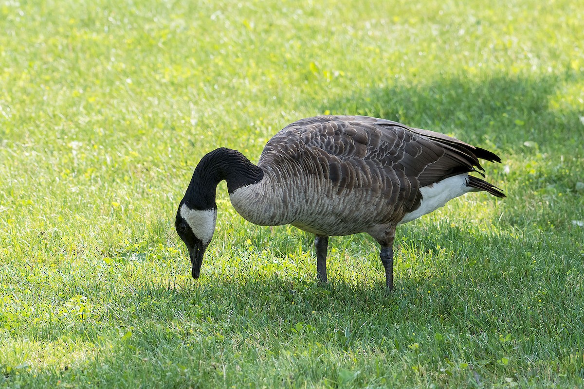 Canada Goose - ML620190015