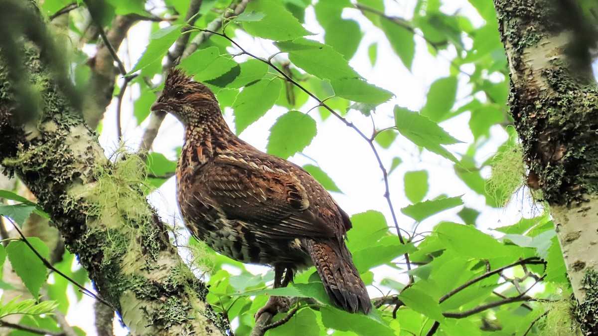 Ruffed Grouse - ML620190022