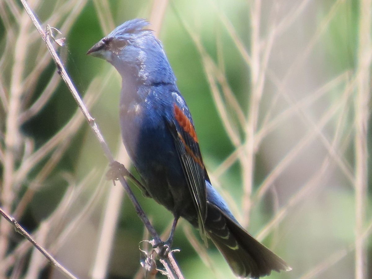 Guiraca bleu - ML620190023