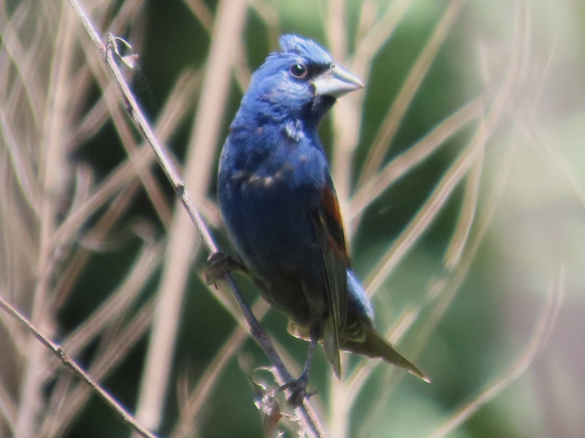 Blue Grosbeak - Teresa Noel