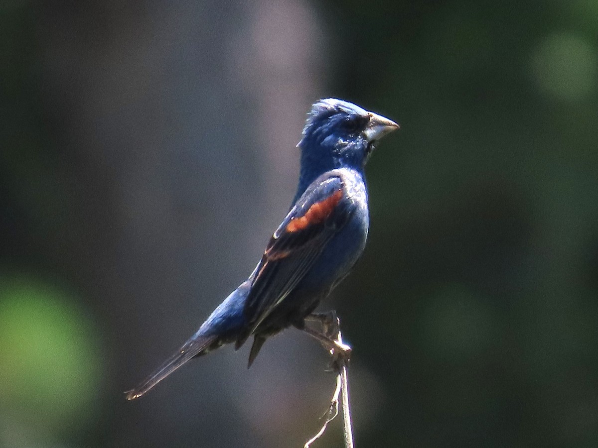 Guiraca bleu - ML620190027