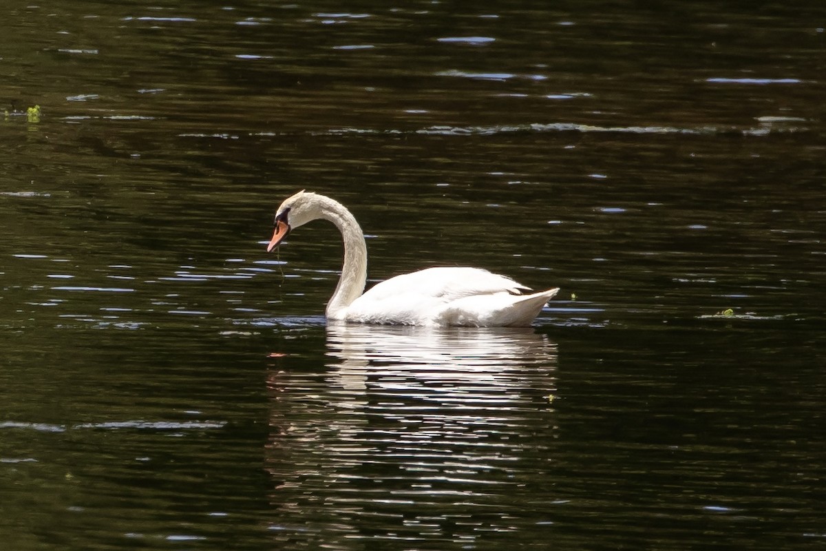 Mute Swan - ML620190031