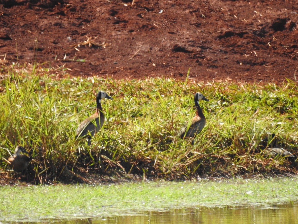 White-faced Whistling-Duck - ML620190033