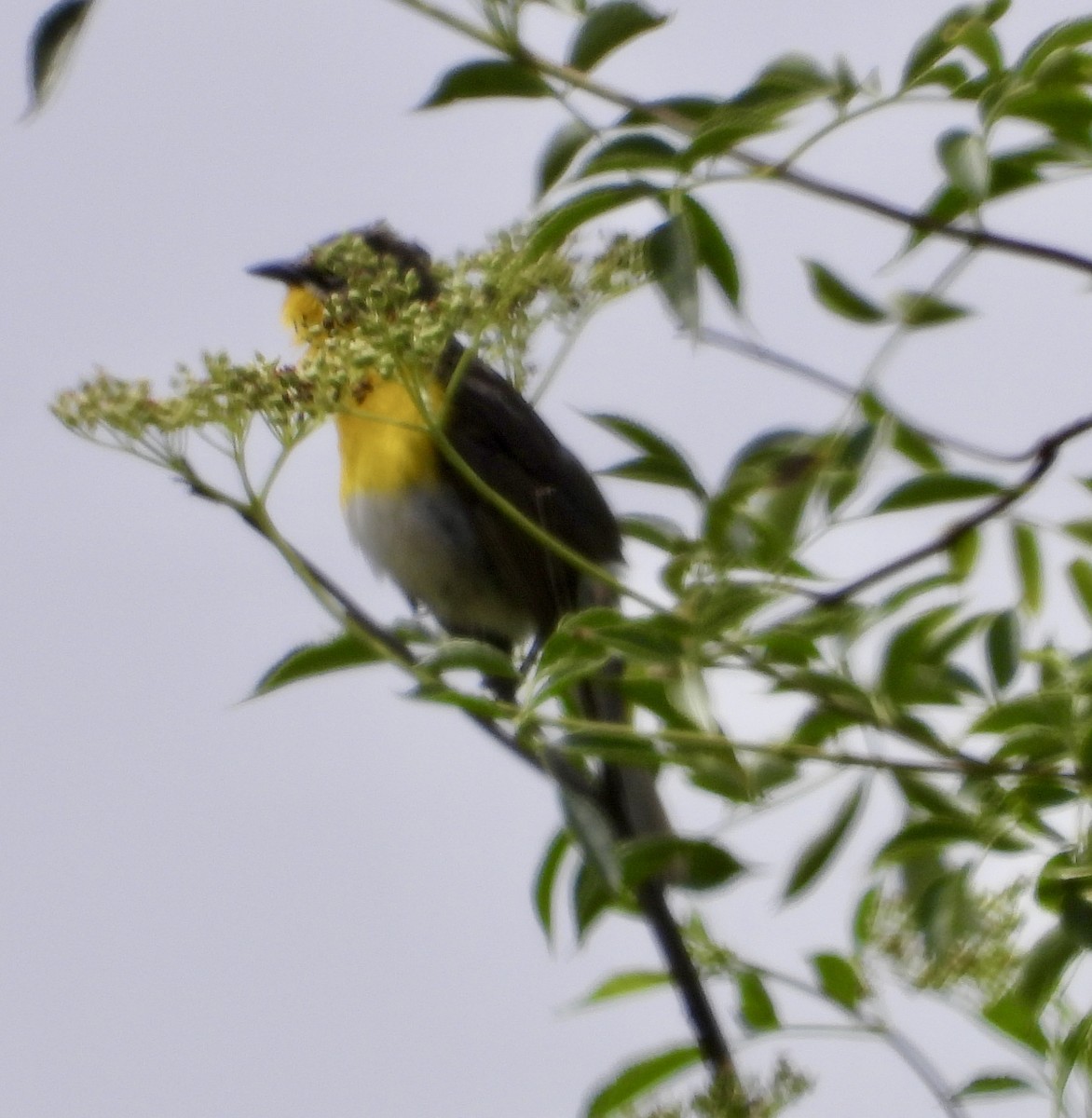Yellow-breasted Chat - ML620190034