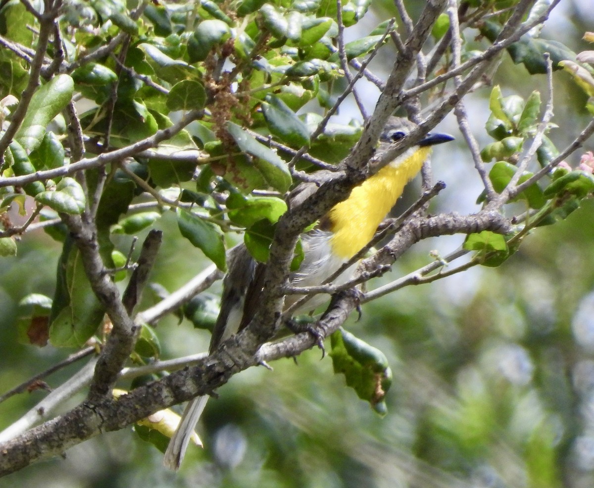 Yellow-breasted Chat - ML620190035