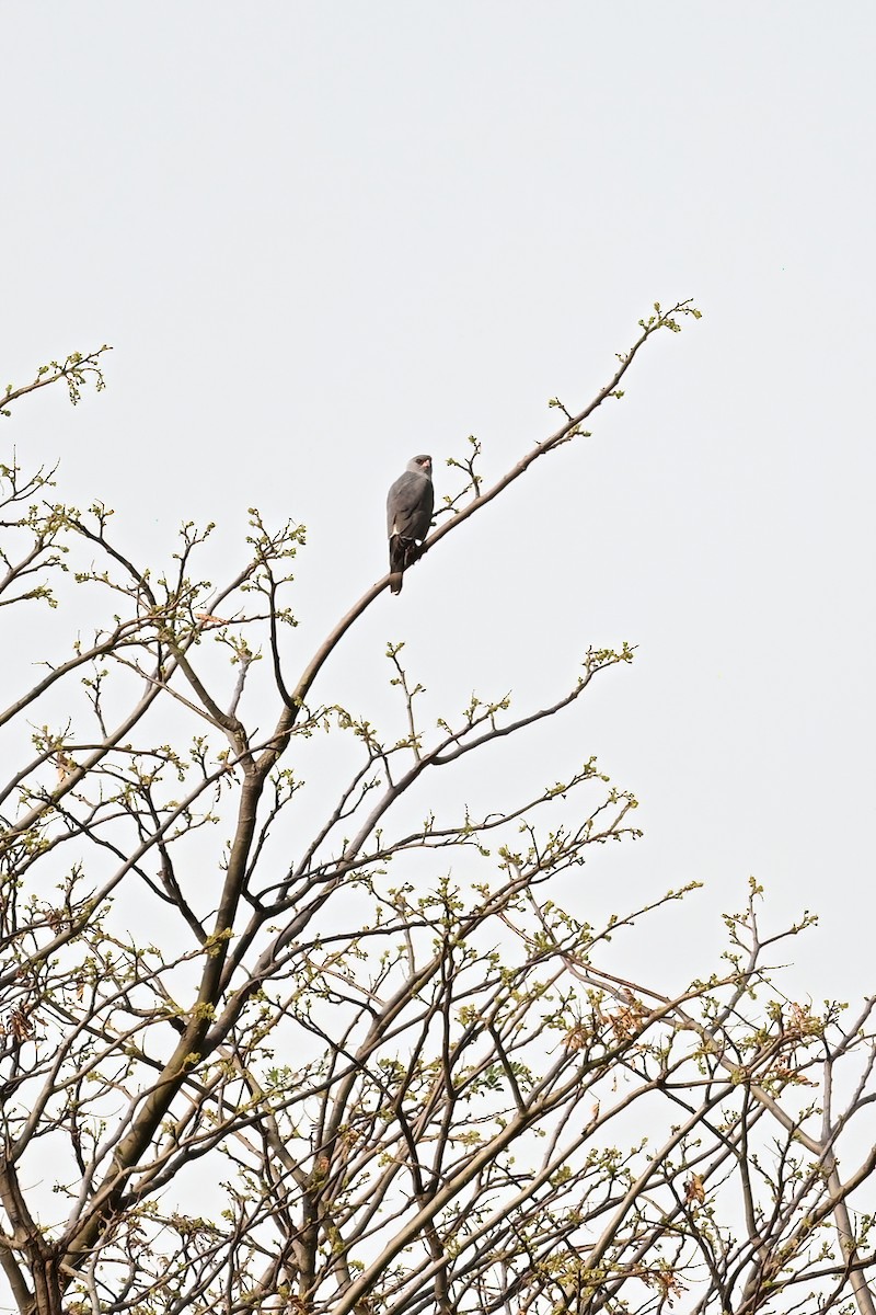 Gabar Goshawk - ML620190043