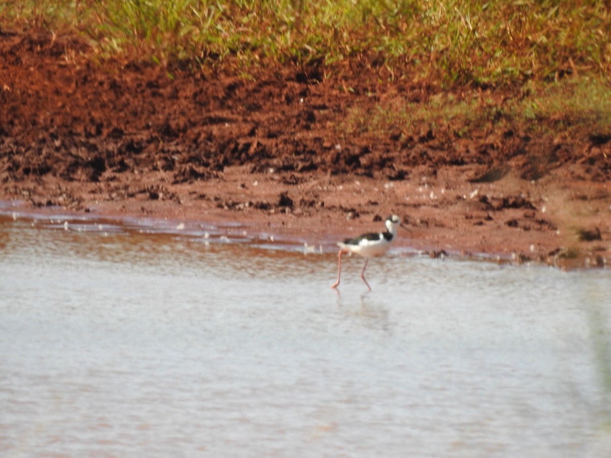 Black-necked Stilt - ML620190056