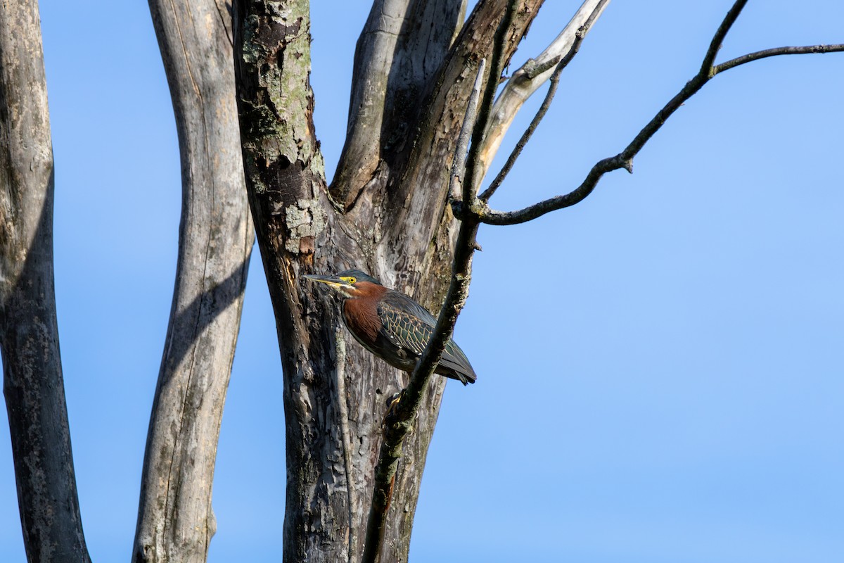 Green Heron - ML620190059