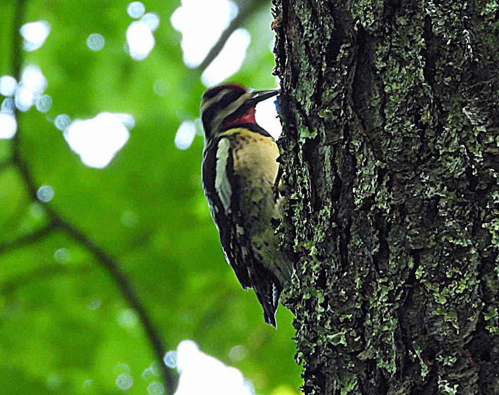 Yellow-bellied Sapsucker - ML620190067