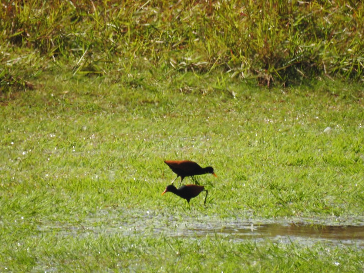 Wattled Jacana - ML620190070