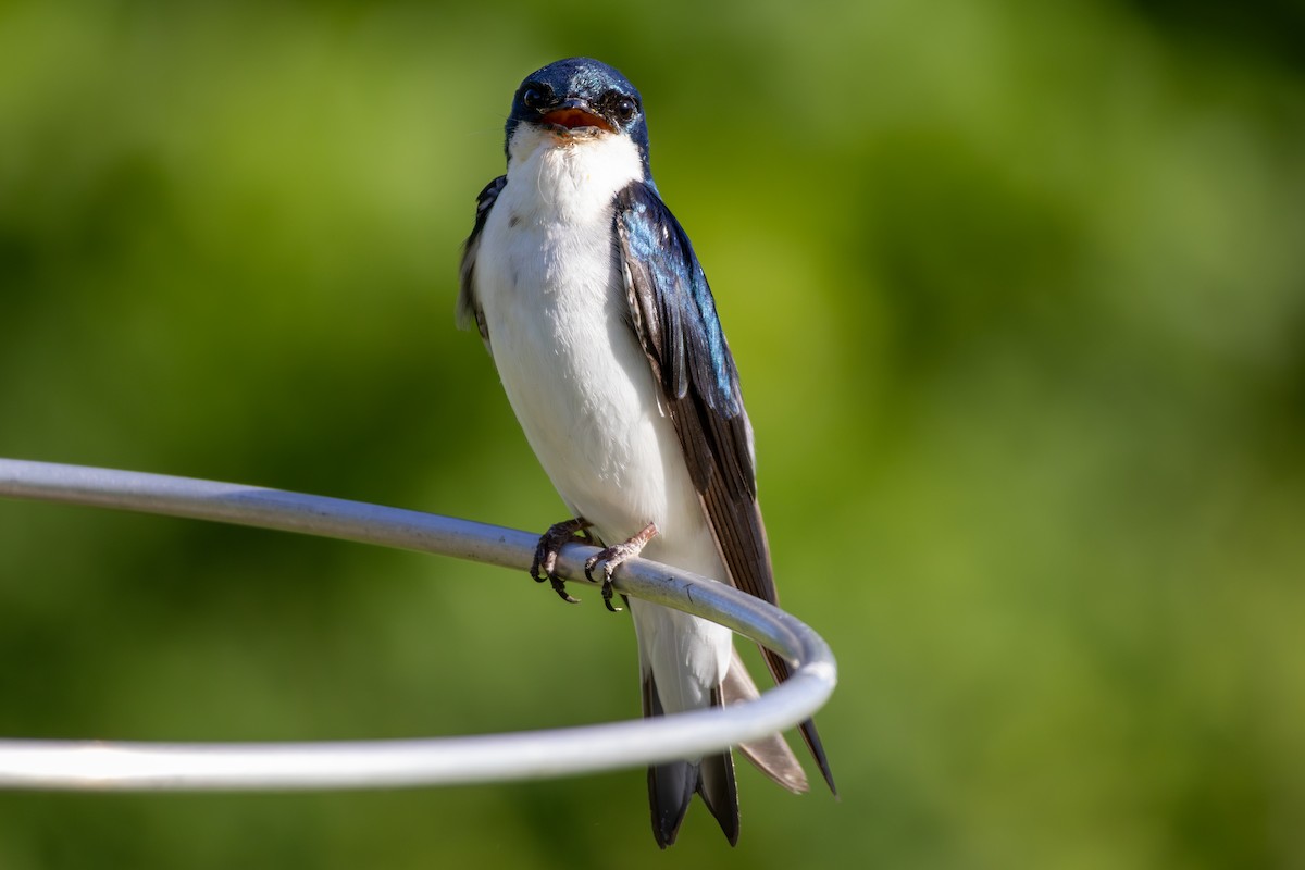 Hirondelle bicolore - ML620190081