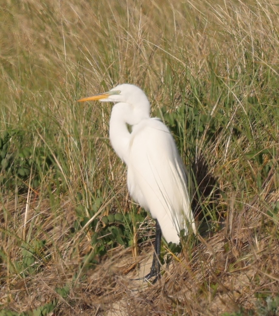 Great Egret - ML620190083