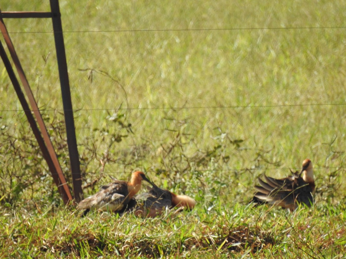 Buff-necked Ibis - ML620190084