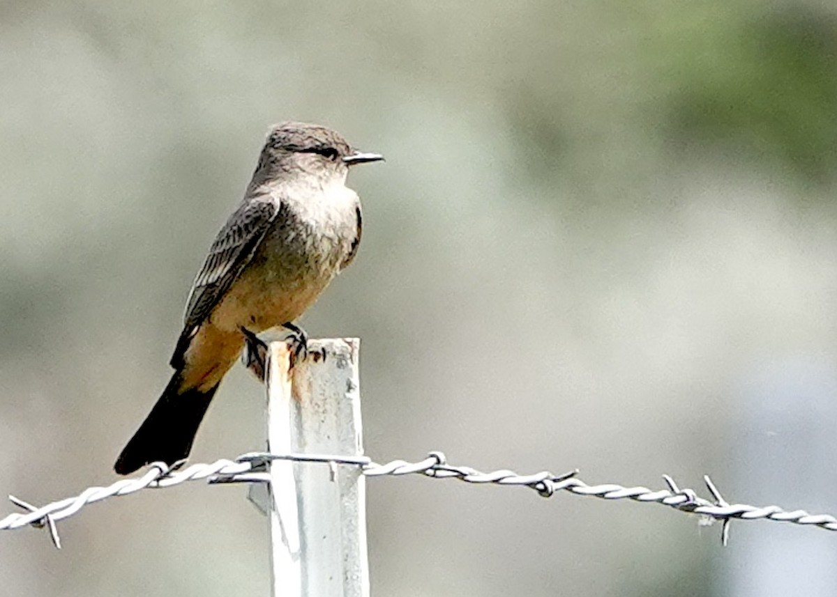 Say's Phoebe - ML620190085