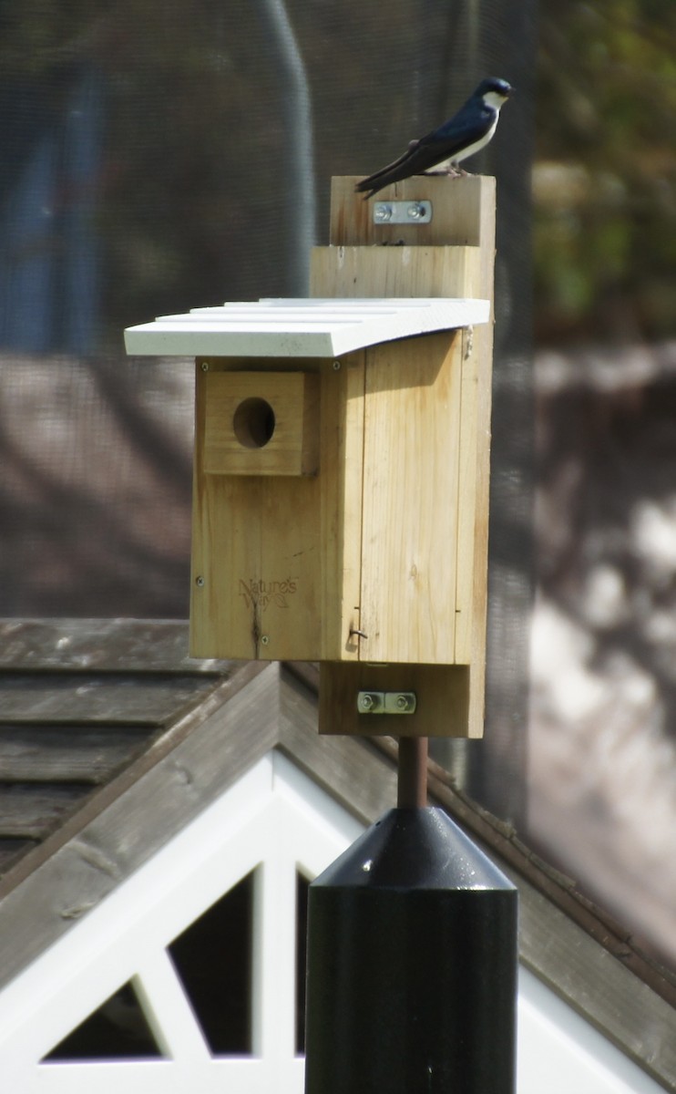 Golondrina Bicolor - ML620190086