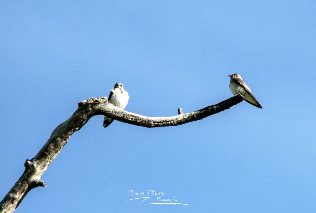 Northern Rough-winged Swallow - ML620190087