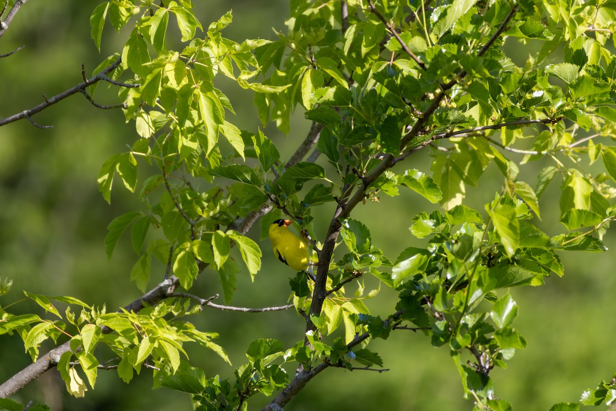 American Goldfinch - ML620190096