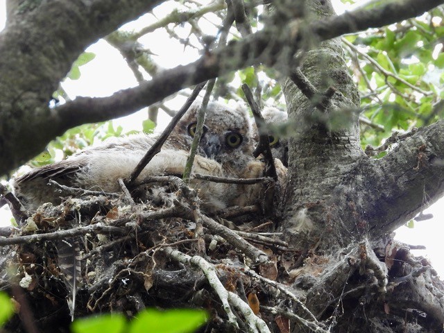 Great Horned Owl - ML620190097