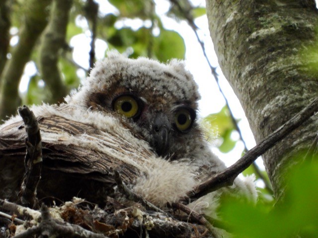 Great Horned Owl - ML620190098