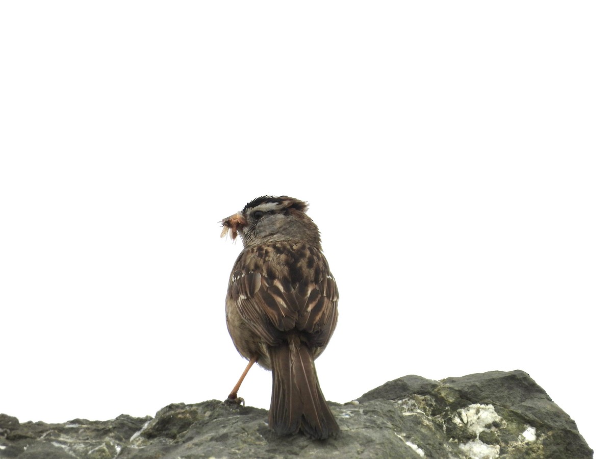 White-crowned Sparrow - ML620190099