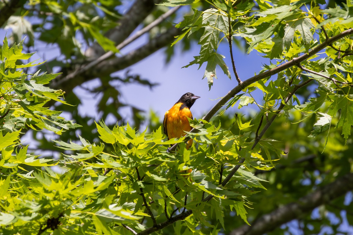 Baltimore Oriole - ML620190102