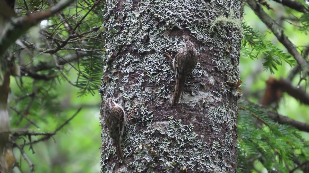 Brown Creeper - ML620190103