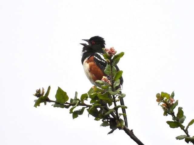 Spotted Towhee - ML620190104