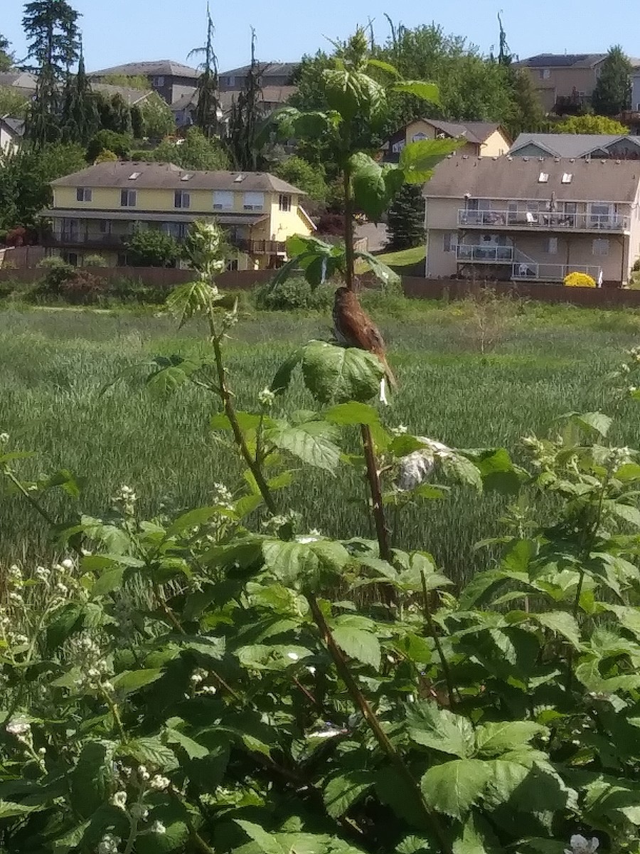 Song Sparrow - ML620190107