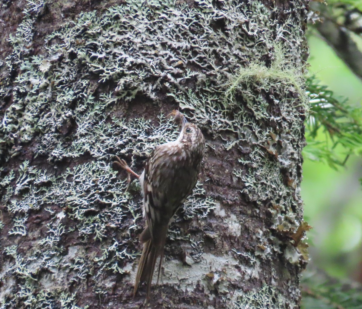 Brown Creeper - ML620190108