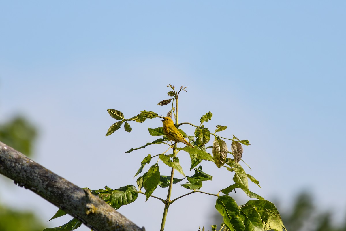 Yellow Warbler - ML620190109