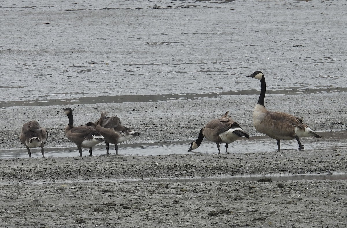 Canada Goose - ML620190111