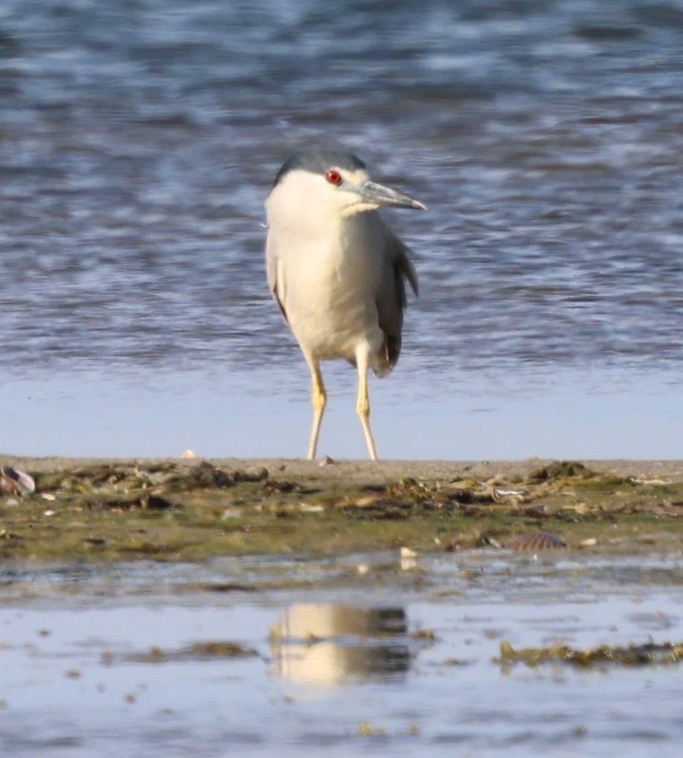 Black-crowned Night Heron - ML620190112