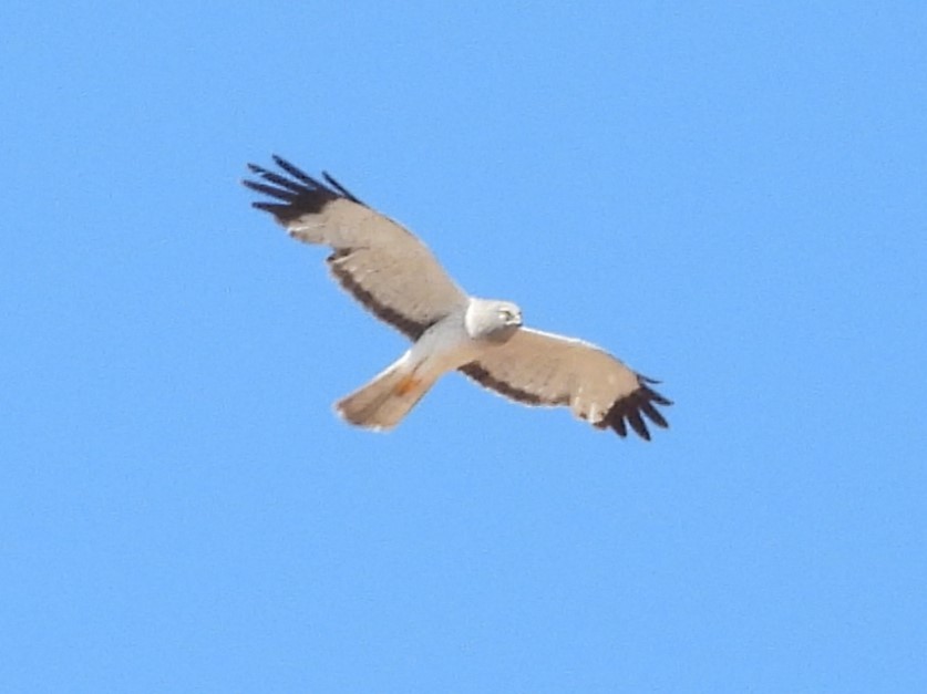 Northern Harrier - ML620190117