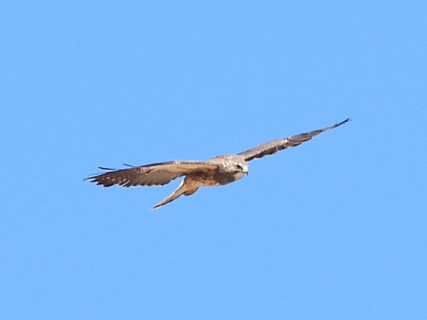 Swainson's Hawk - ML620190123