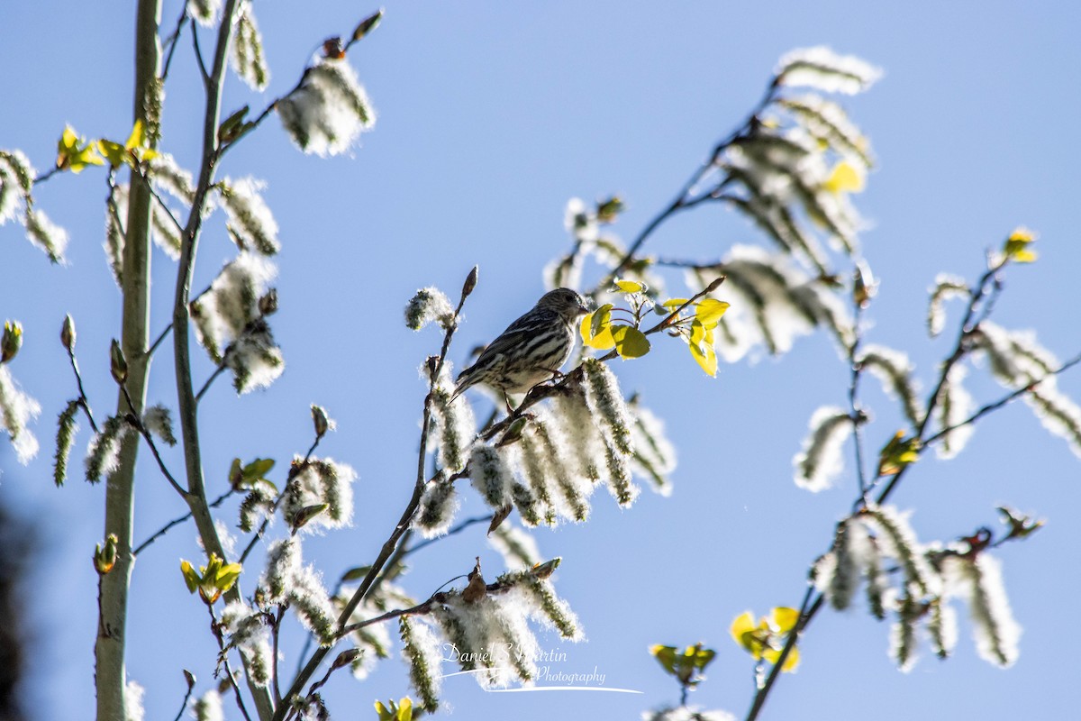 Pine Siskin - ML620190124